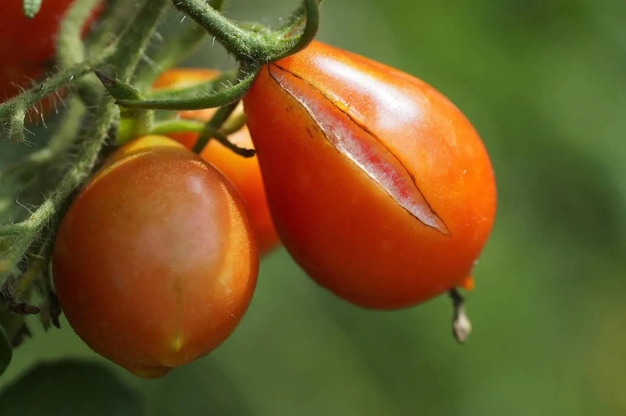 Warum platzen Tomaten? Meist schwankt das Wasser