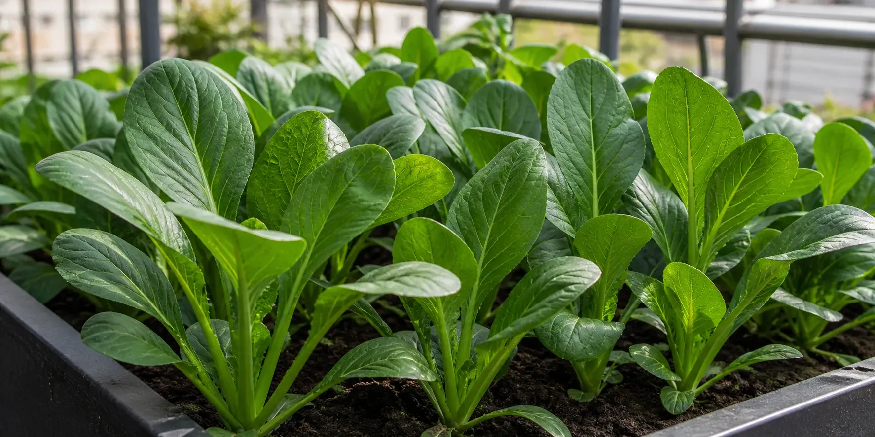 Komatsuna mit aufrechten grünen Blättern im Beet Komatsuna mit aufrechten grünen Blättern im Beet