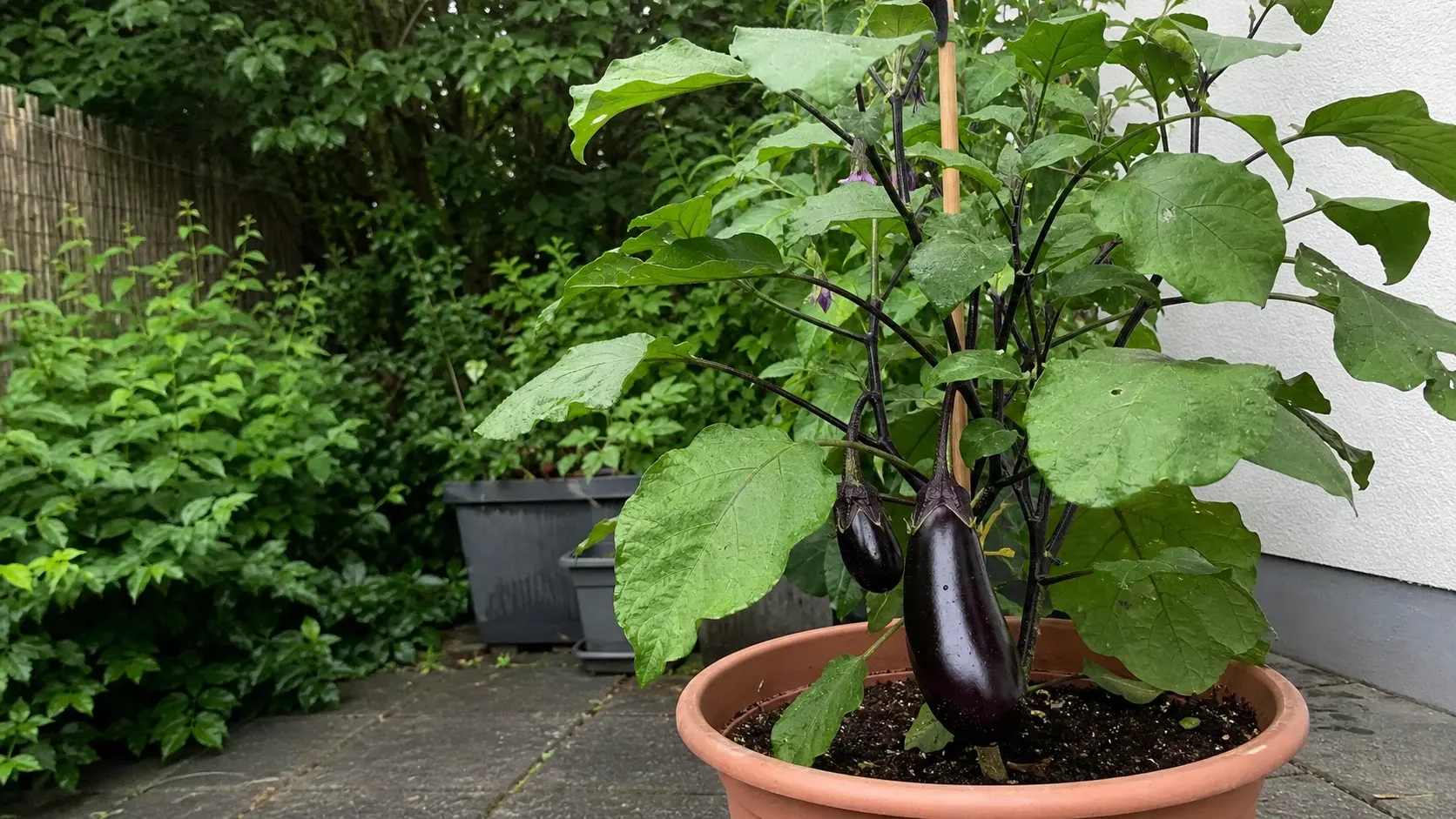 Aubergine im Topf anbauen Aubergine im Topf anbauen