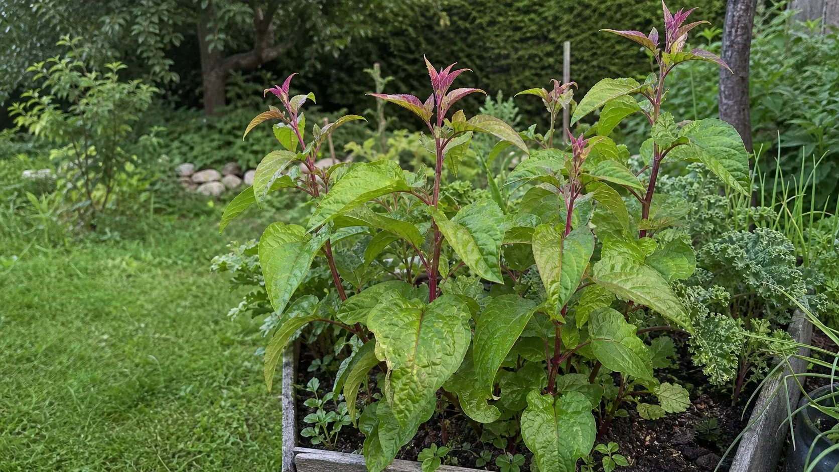 Baumspinat im Beet anbauen