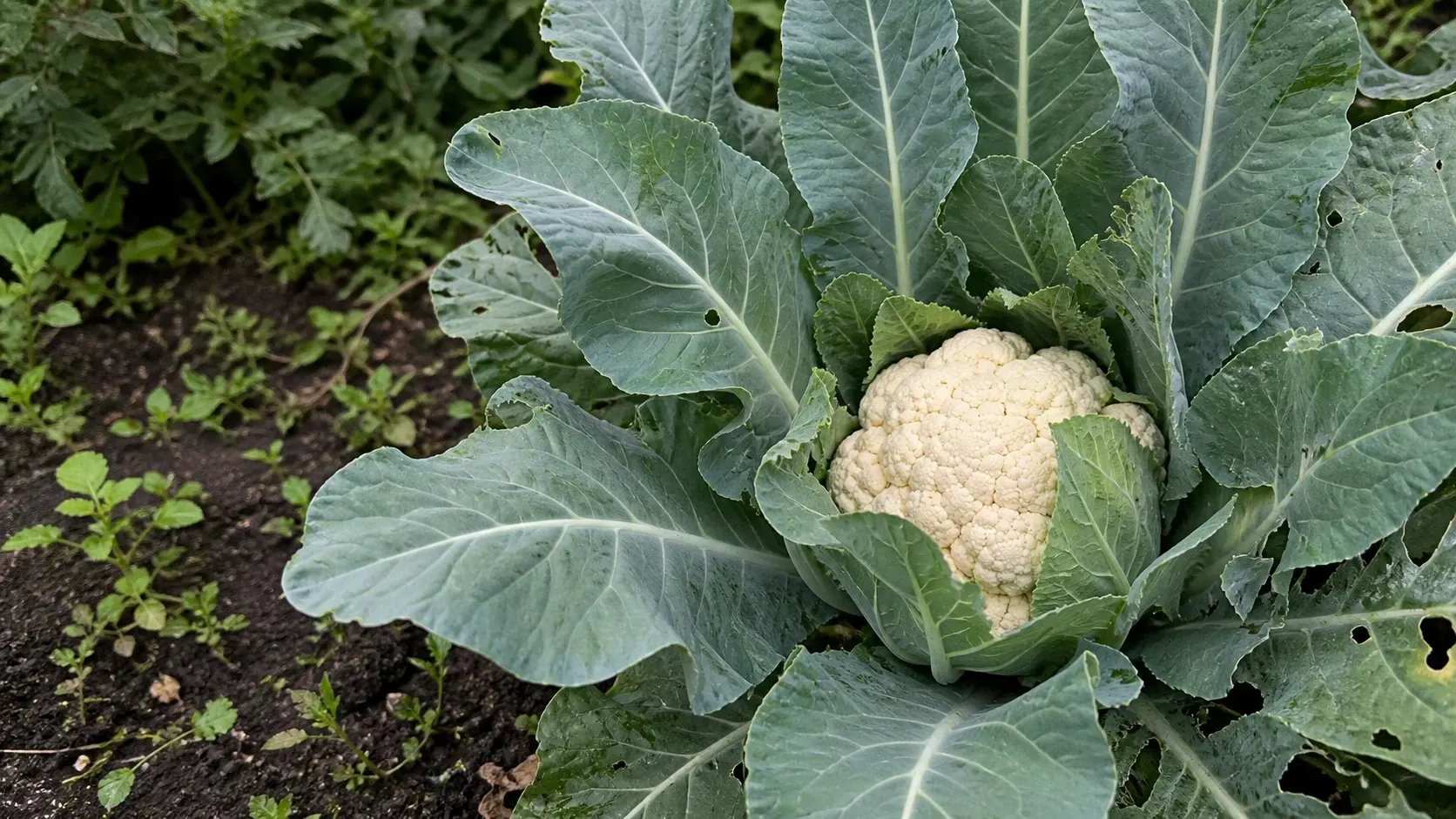 Blumenkohl im Beet anbauen Blumenkohl im Beet anbauen