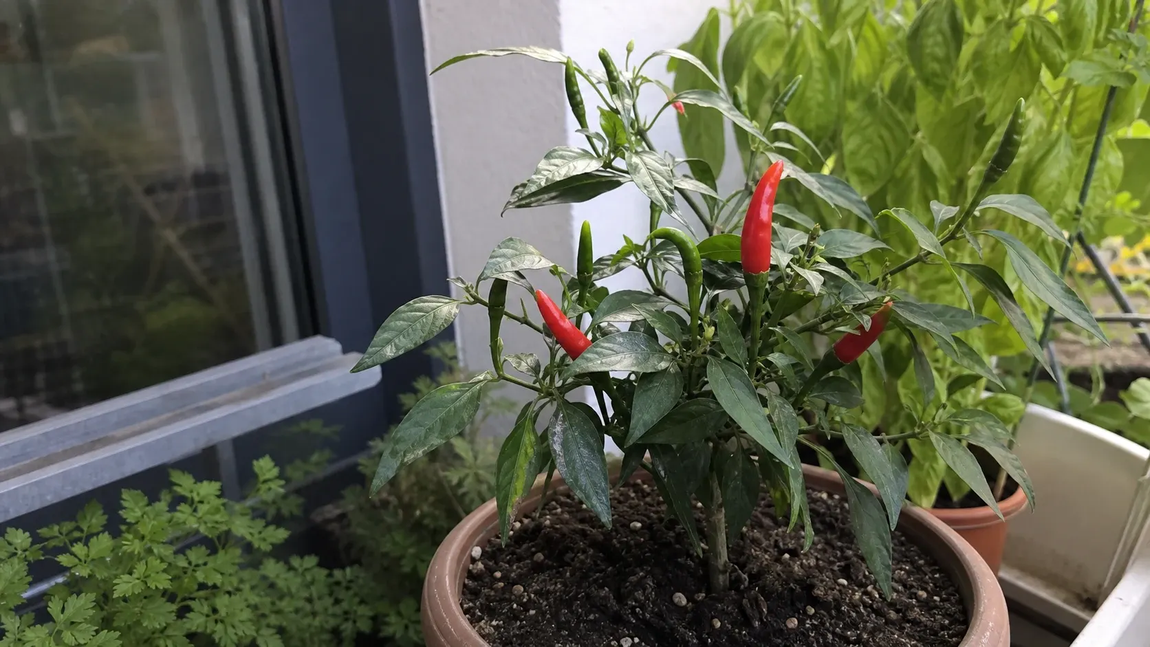 Chili im Topf anbauen