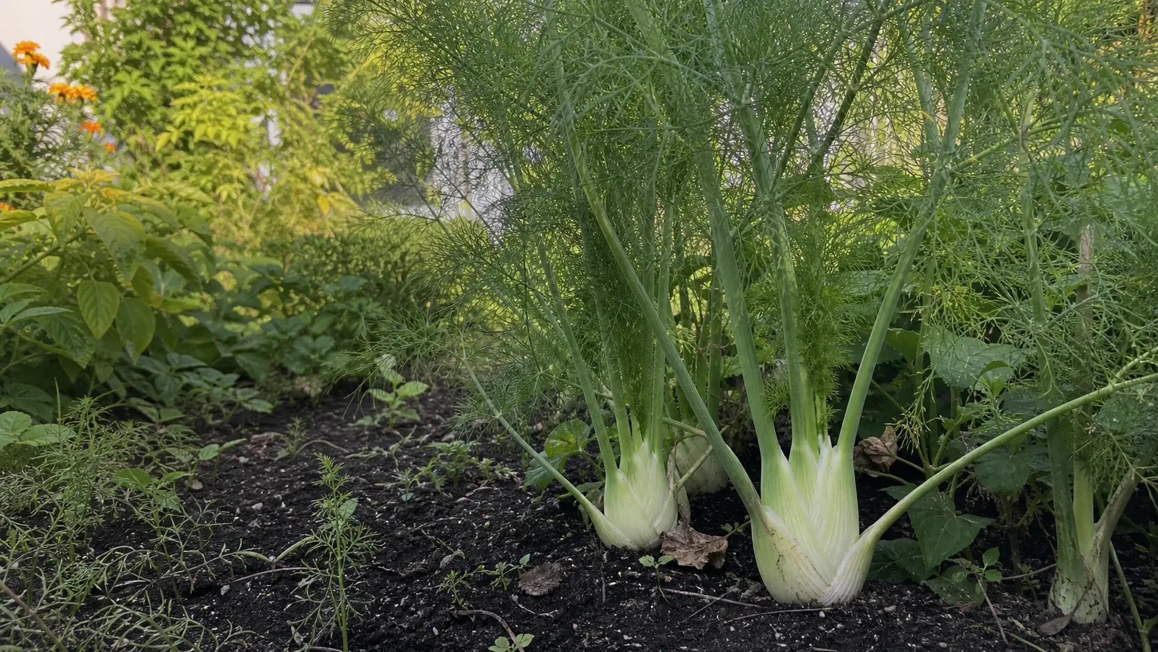 Fenchel im Beet anbauen Fenchel im Beet anbauen