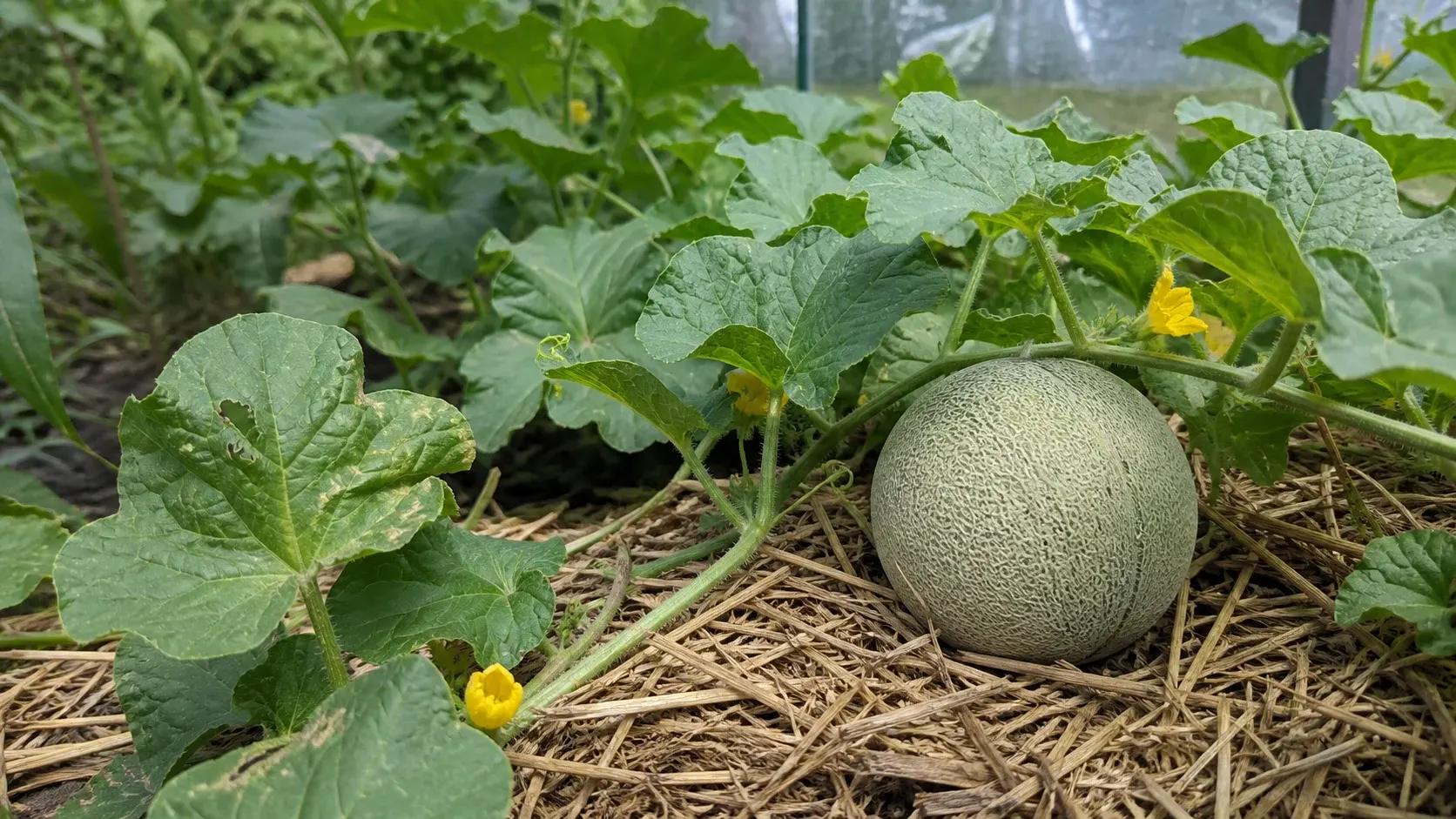 Melonen im gesch?tzten Beet anbauen