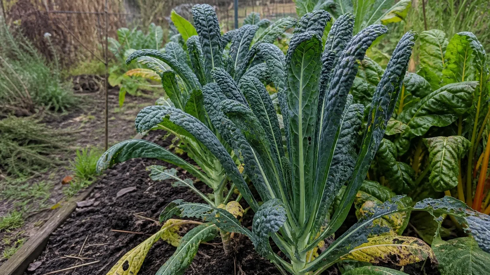 Palmkohl im Beet anbauen