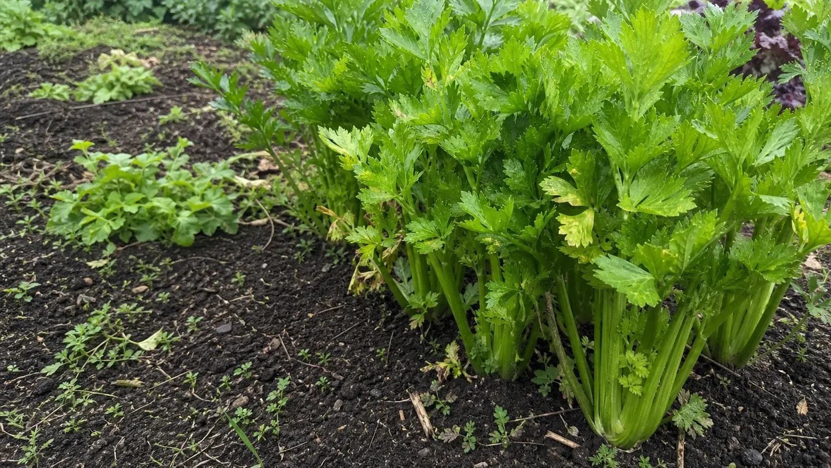 Sellerie im Beet anbauen Sellerie im Beet anbauen