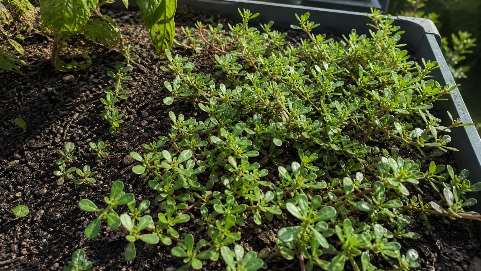 Sommerportulak im Beet anbauen