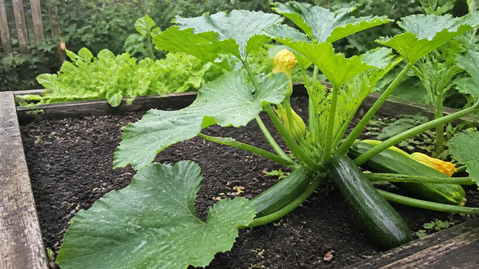 Zucchini im Hochbeet anbauen
