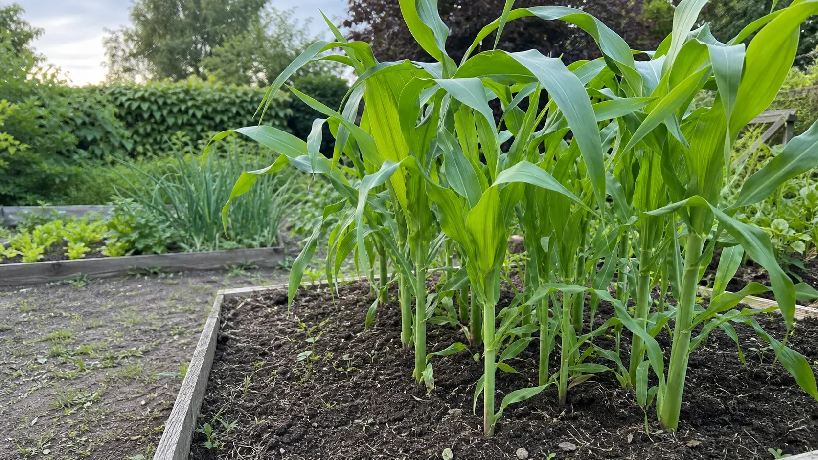 Zuckermais als Block im Beet anbauen