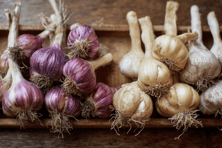 Knoblauch-Sorten vergleich