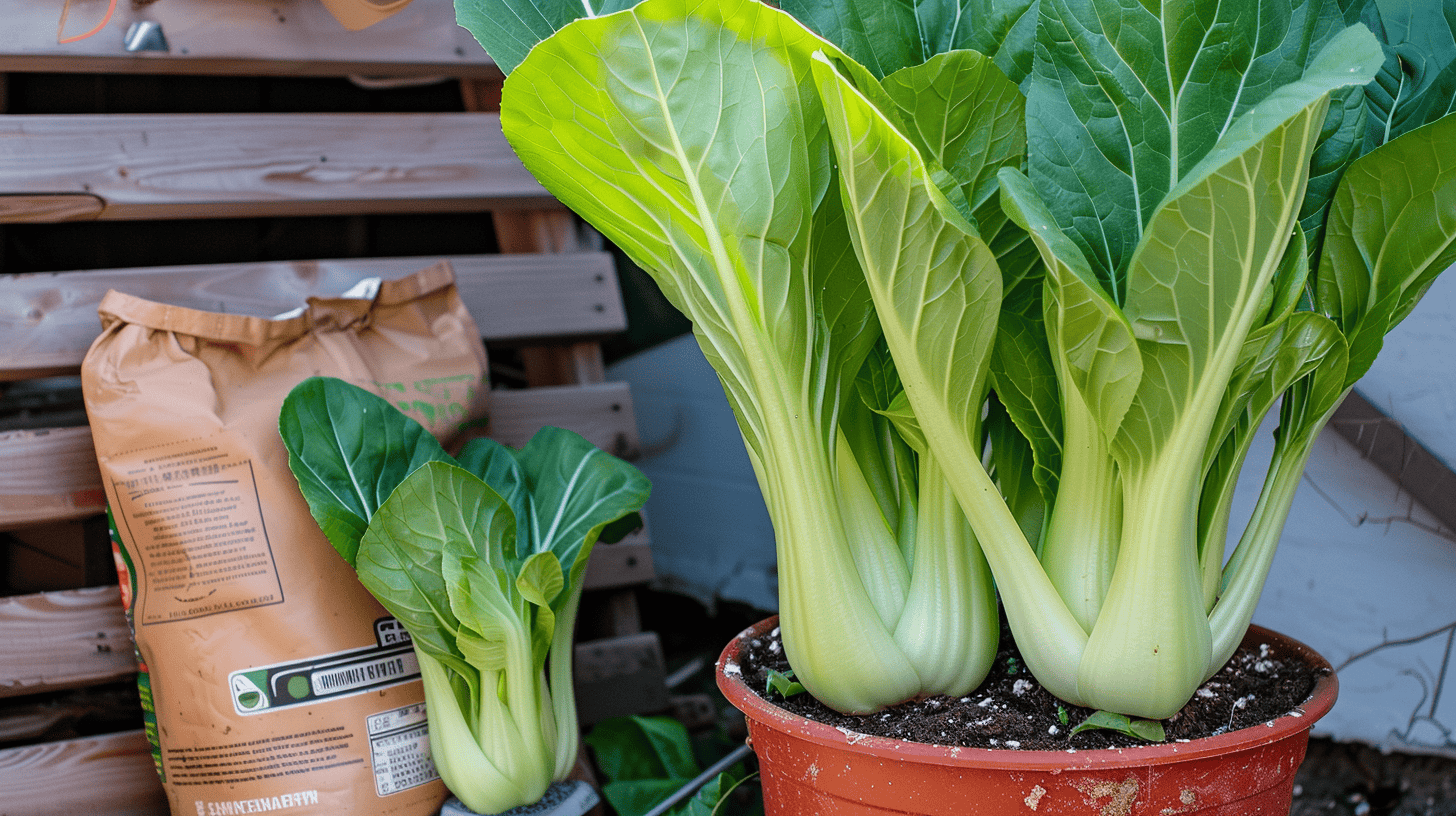 Pak Choi mit Dünger im Beutel