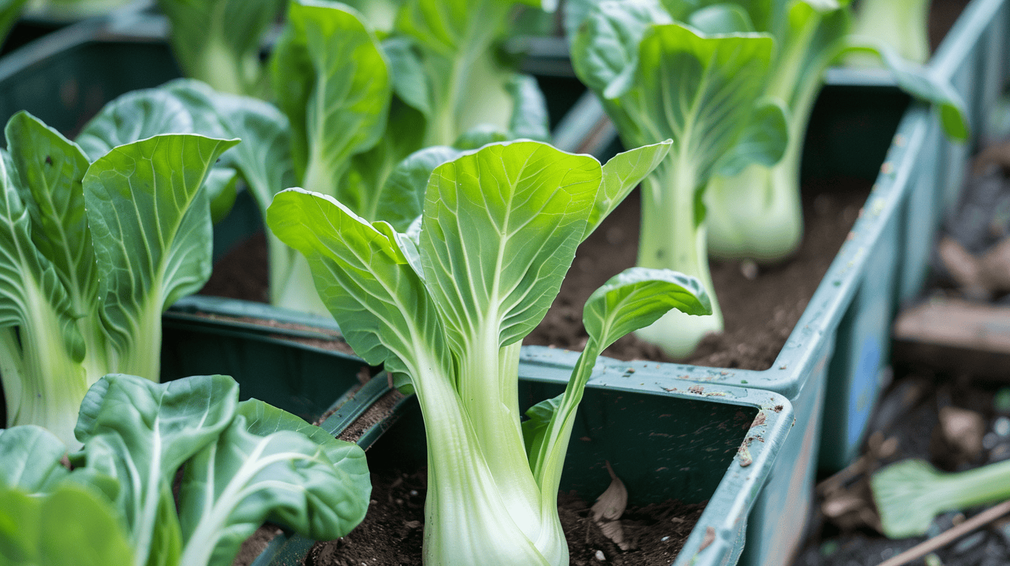 Pak Choi wächst im Topf
