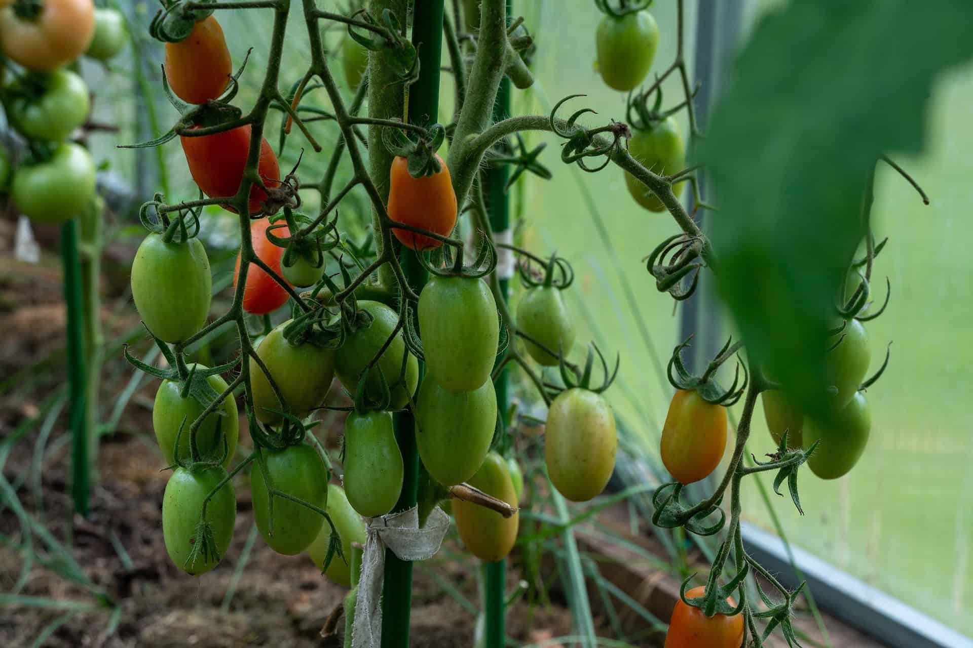 Tomaten nachrreifen lassen