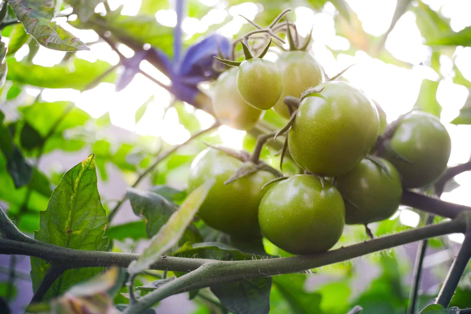 Tomatenpflanze nachreifen im Herbst