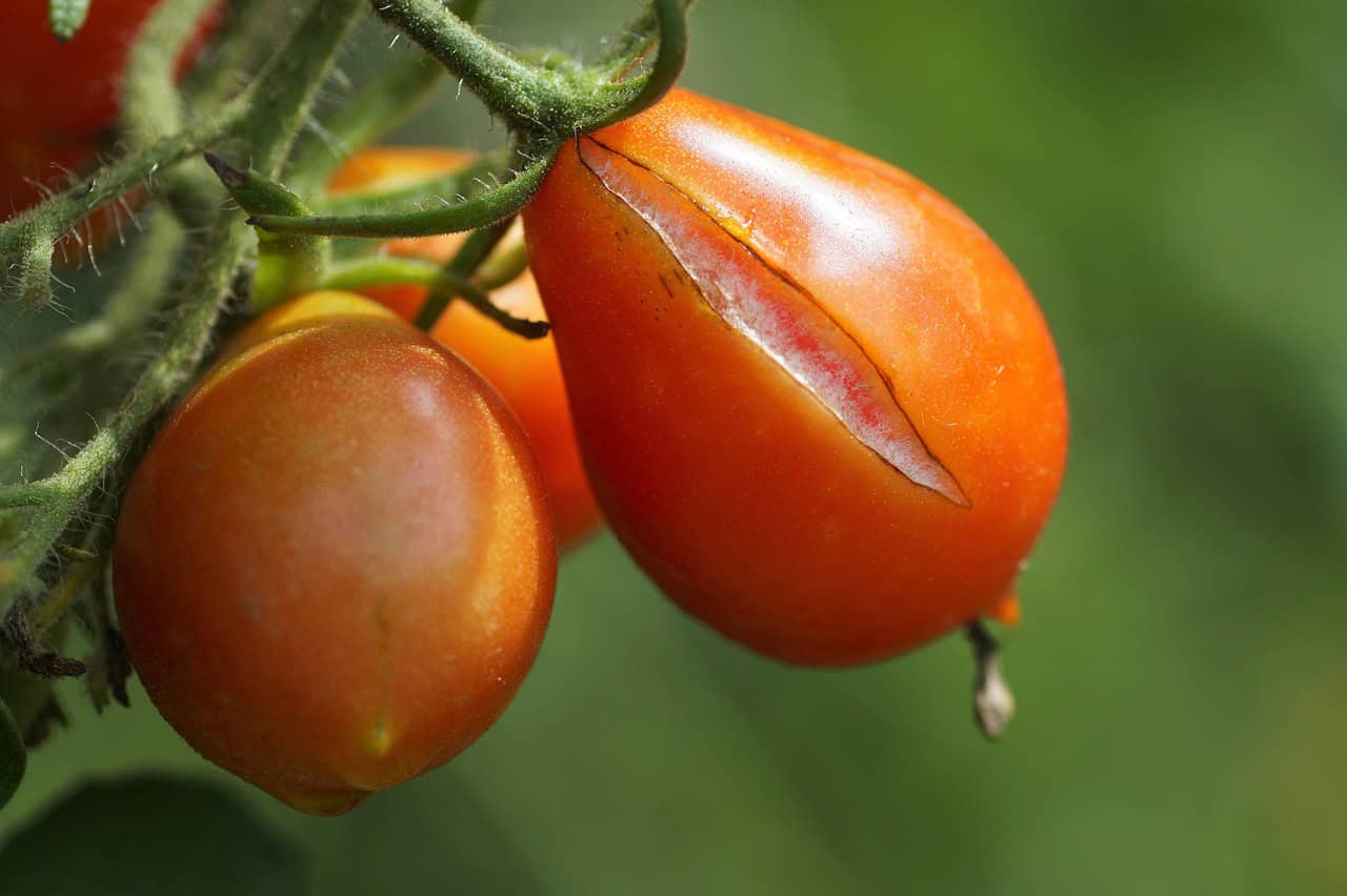 Tomate geplatzt
